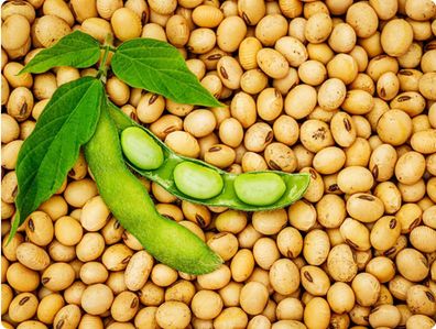Soybeans